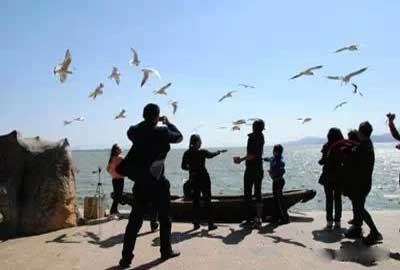 冬天去昆明哪里看海鷗？海埂公園.jpg