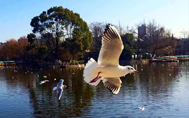 冬天去昆明哪里看海鷗？自從海鷗搬家來(lái)到昆明.jpg